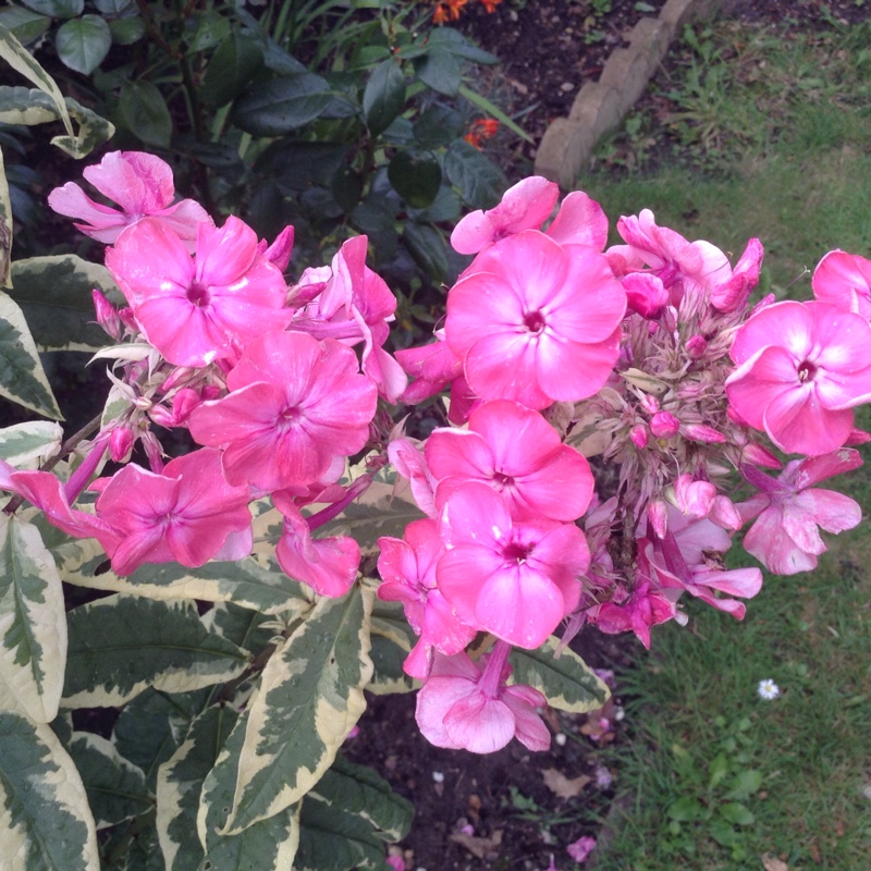 plant image 7506