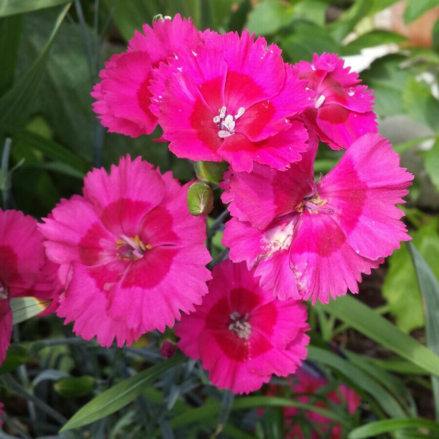 Plant image Dianthus x allwoodii 'Village Pinks Mixed'