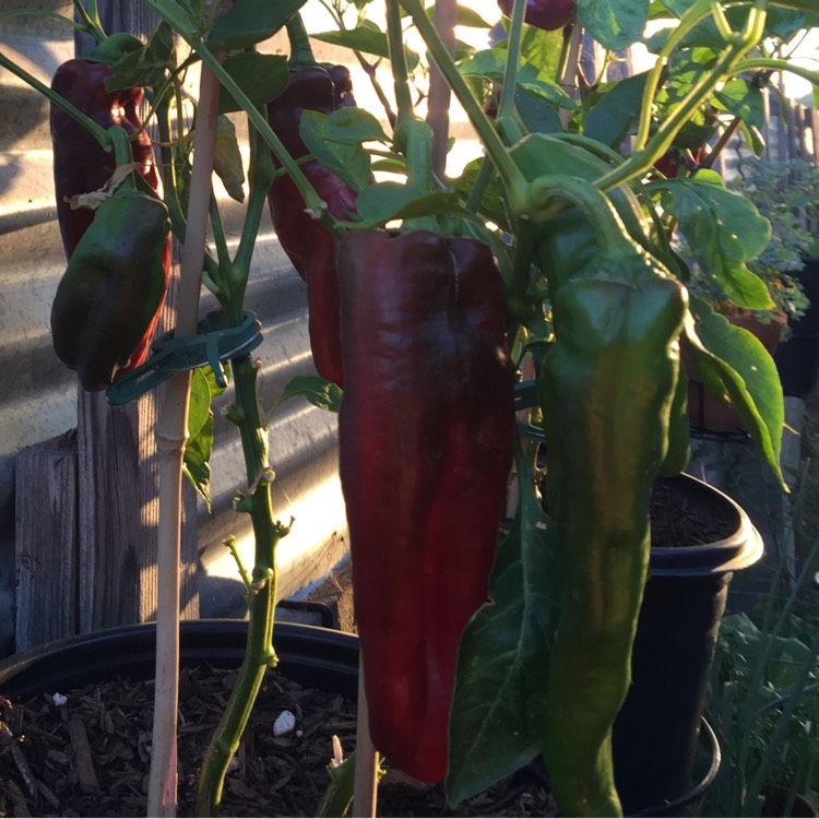 Plant image Capsicum 'Giant Marconi'