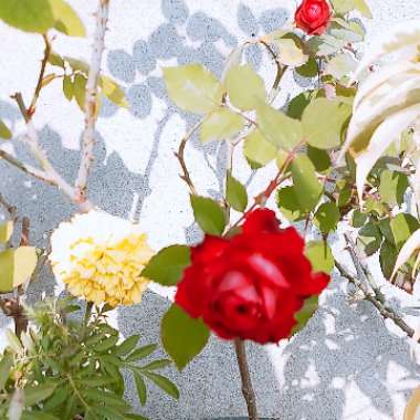 SHEETAL's garden