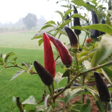 SHEETAL's garden