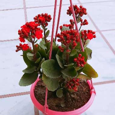 SHEETAL's garden