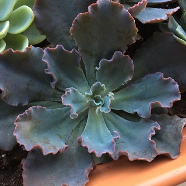 Micaela's garden