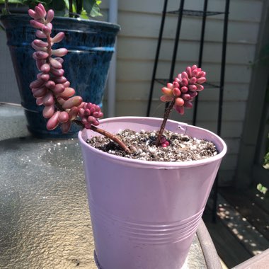 Sedum Rubrotinctum 'Aurora'