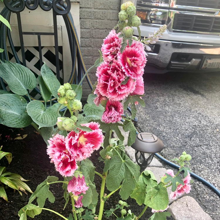 plant image 1107243