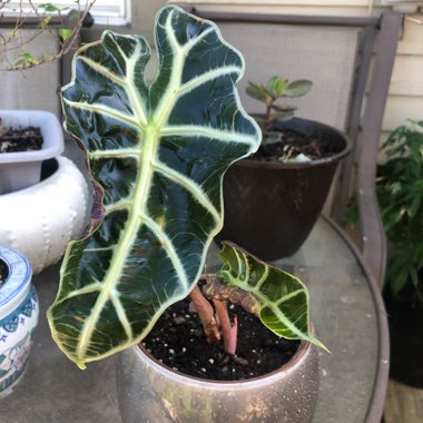 Alocasia x amazonica