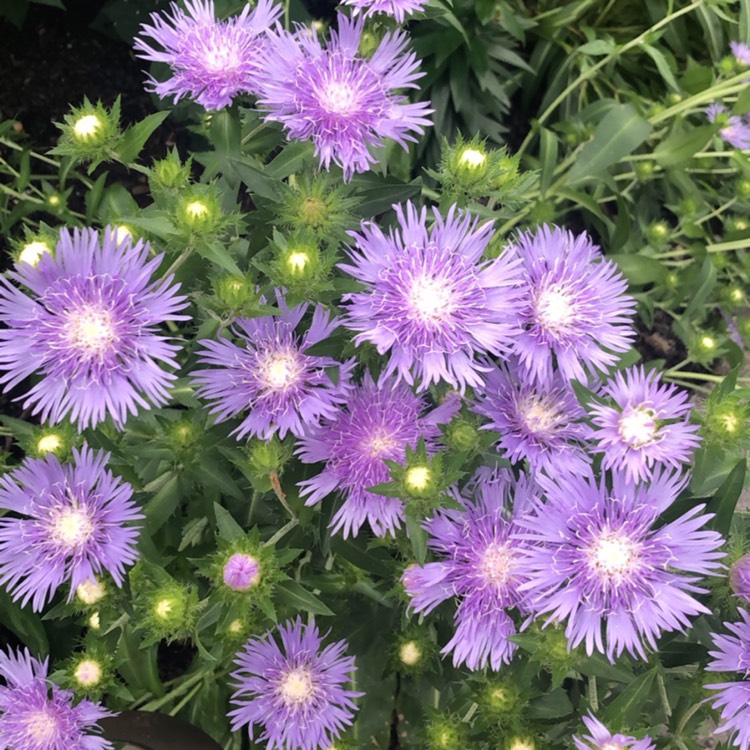 plant image 1364011