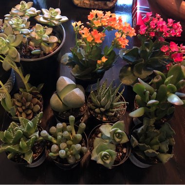 Various