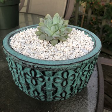 xSedeveria Lilac Mist