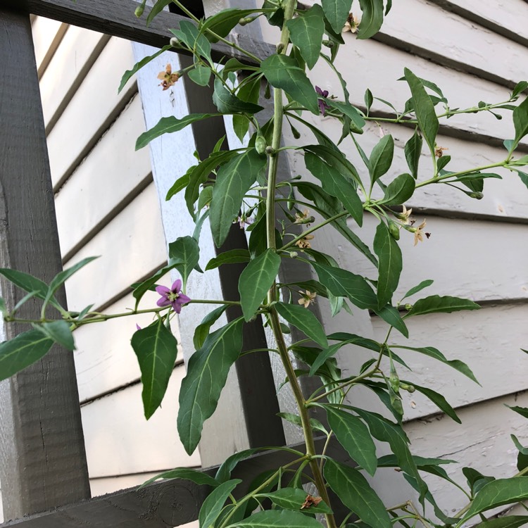 plant image 780448