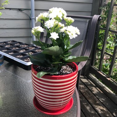 Kalanchoe