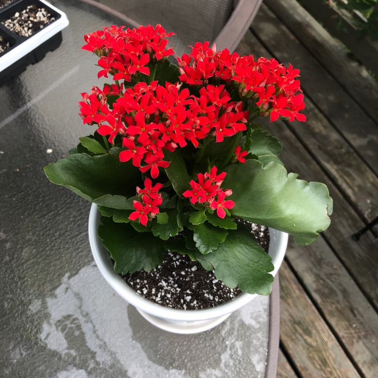 plant image 801959