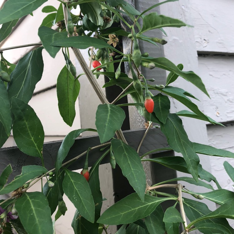 plant image 802225
