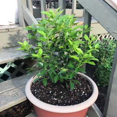 Citrus x aurantifolia