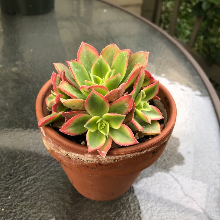 plant image 805303
