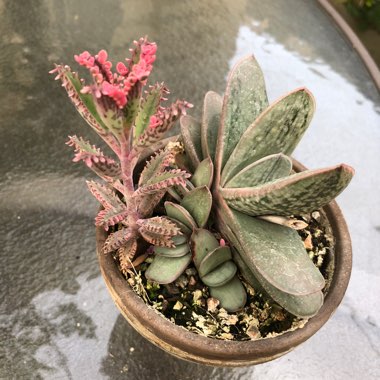 Kalanchoe delagoensis x daigremontiana