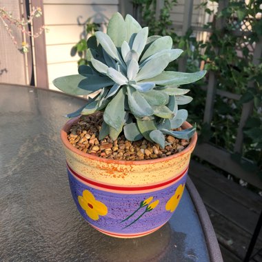Senecio fulgens syn. Kleinia fulgens