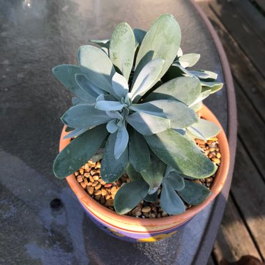 Senecio fulgens syn. Kleinia fulgens