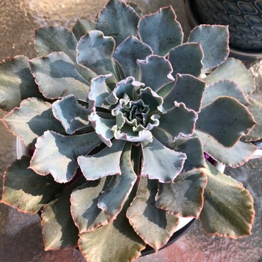 Echeveria Shaviana