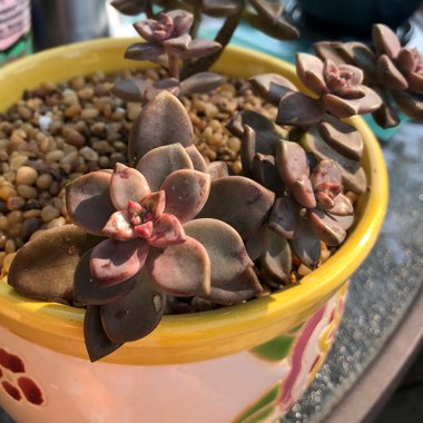 x Graptosedum Bronze