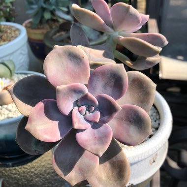 Graptopetalum Purple Delight syn. Graptopetalum Snow White