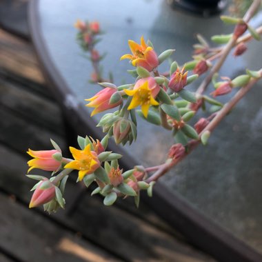 Echeveria Secunda