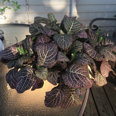Fittonia argyroneura syn. Fittonia verschaffeltii