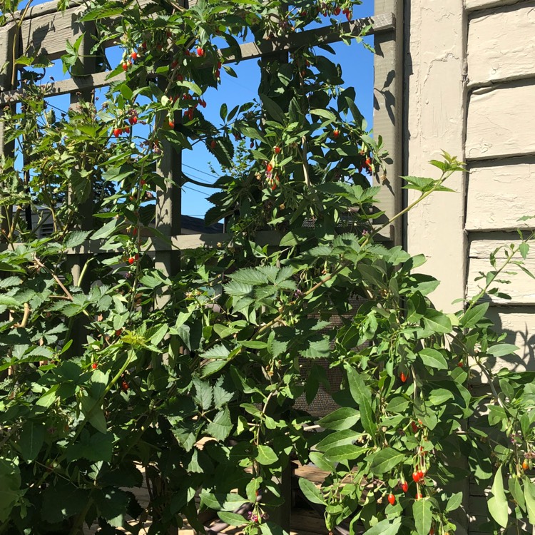 Plant image Lycium barbarum