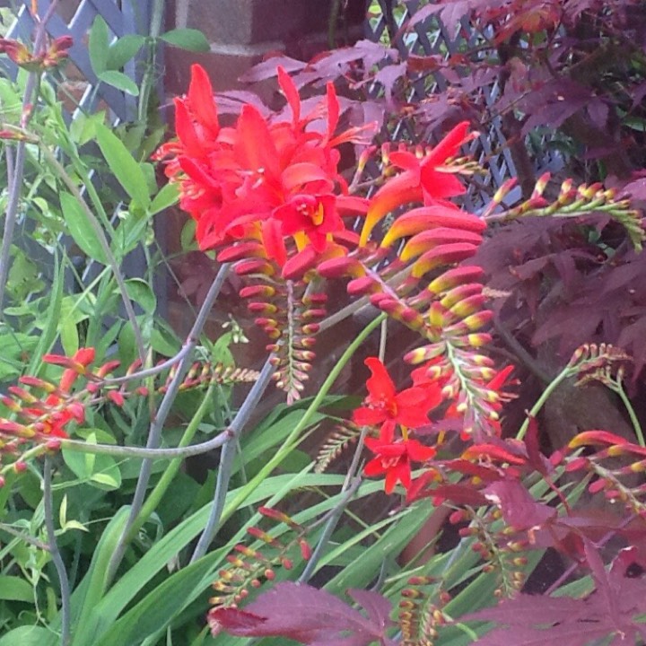 Plant image Crocosmia 'Lucifer's Children'
