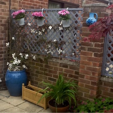 Sheila's garden