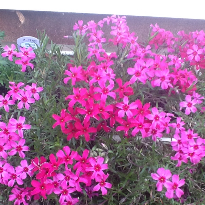 Sheila's garden