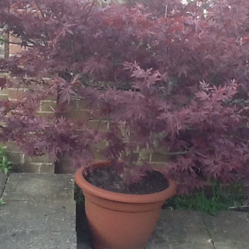 Cut Leaf Japanese Maple 'Dissectum'