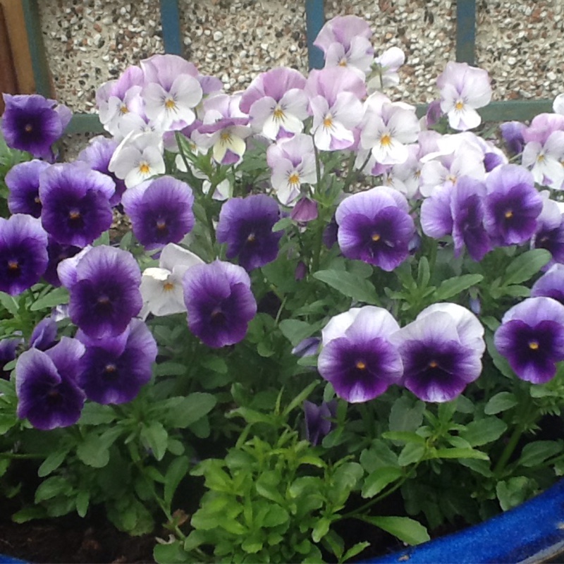 Sheila's garden