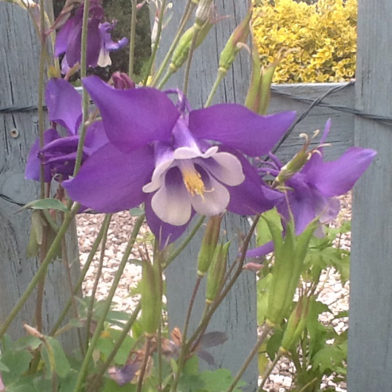 Sheila's garden