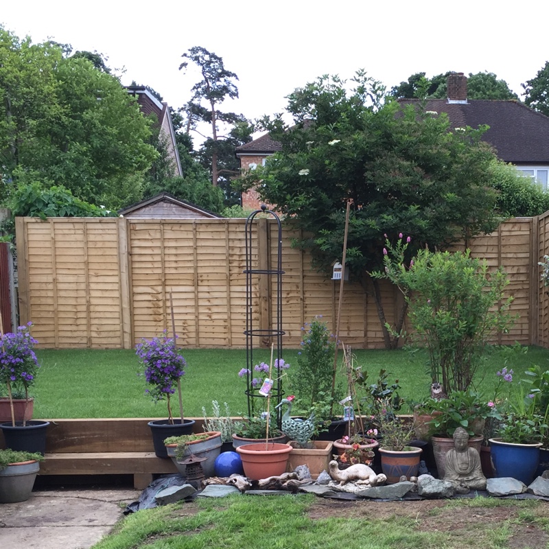 Sheila's garden