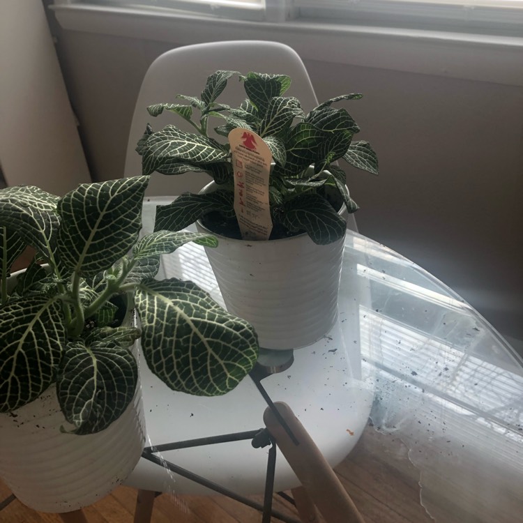 Plant image Fittonia argyroneura 'White Anne'