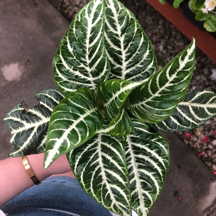 Plant image Aphelandra Squarrosa