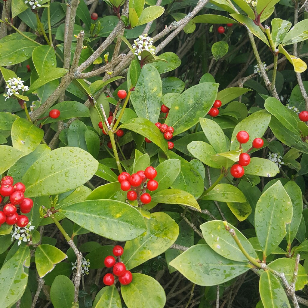 Plant image Skimmia japonica 'Whitebolwi' syn. Skimmia japonica 'Sensation'