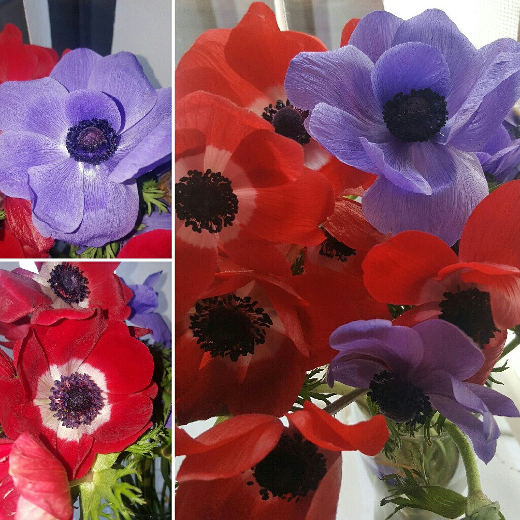 Plant image Anemone coronaria 'Harmony Blue'