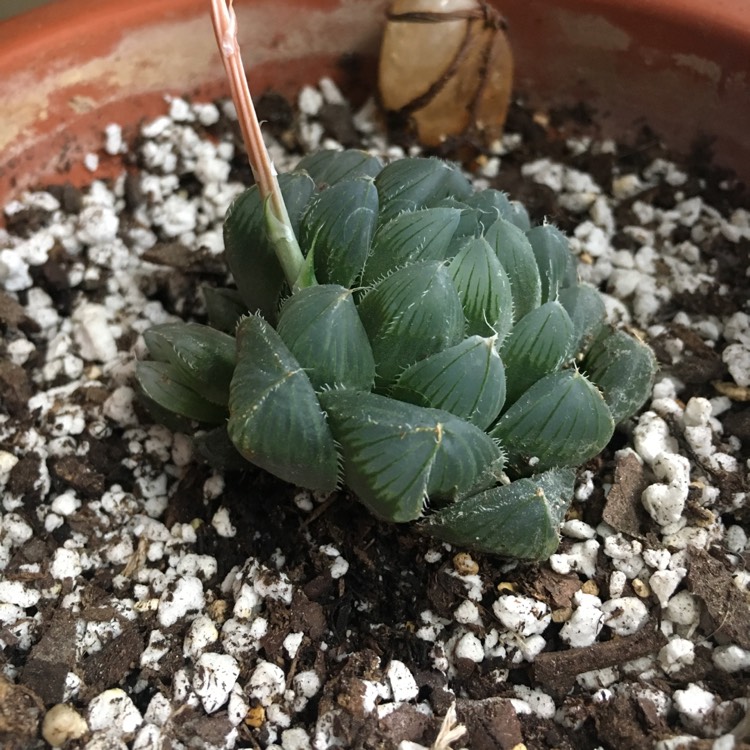 plant image 1123581 plant image 1123581