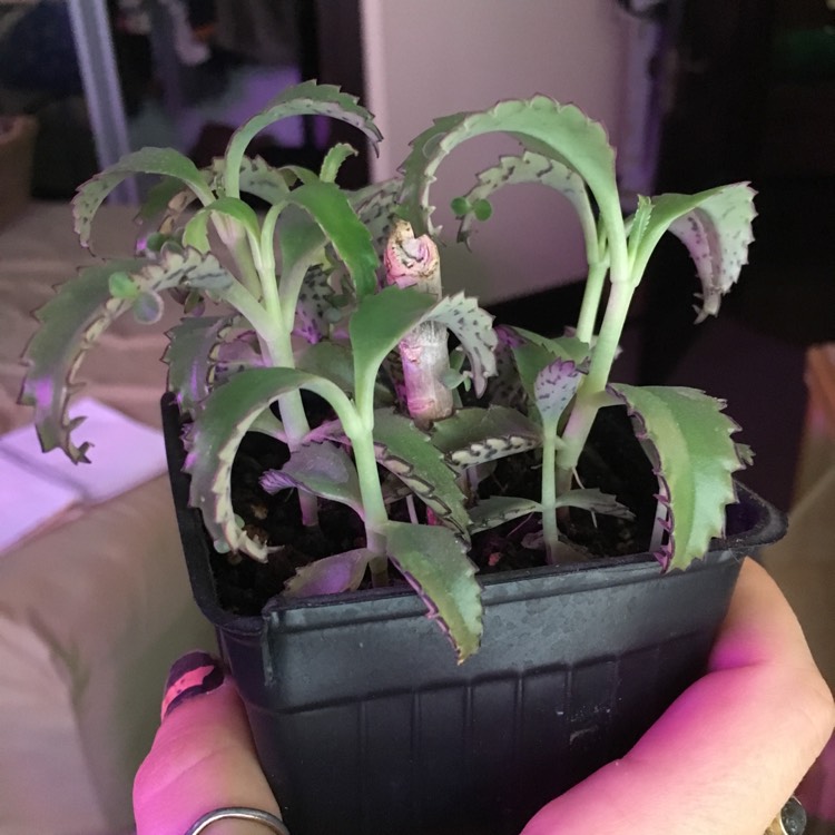 plant image 1123649