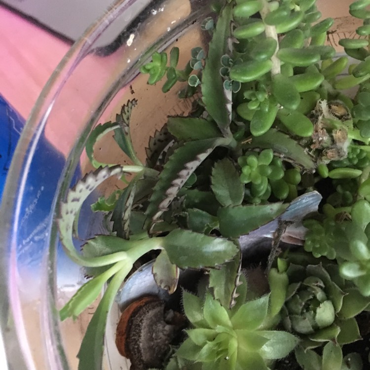 plant image 1123650