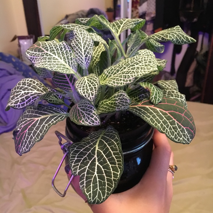 Plant image Fittonia argyroneura 'White Anne'