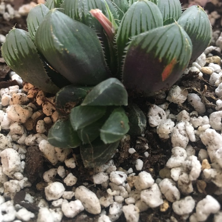 plant image 1143609 plant image 1143609
