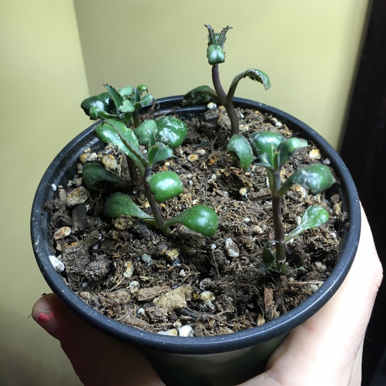 plant image 1208966