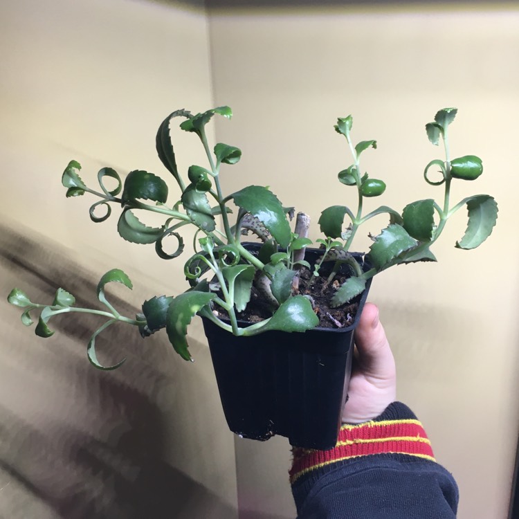 plant image 1208967
