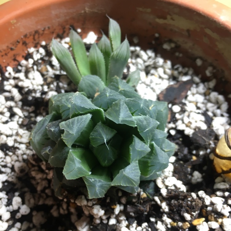 plant image 1209927 plant image 1209927