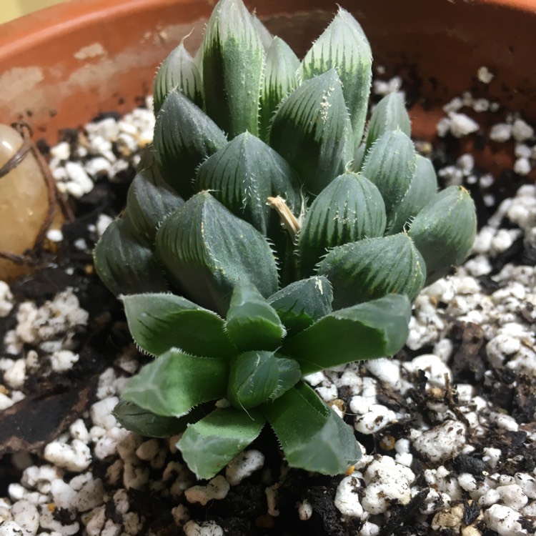 plant image 1209929 plant image 1209929