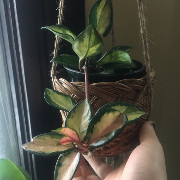 Plant image Hoya Carnosa 'Tricolor'