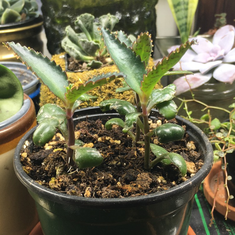 plant image 1214326